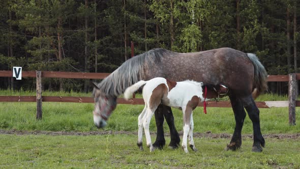 An Adult Horse and a Foal are Feeding