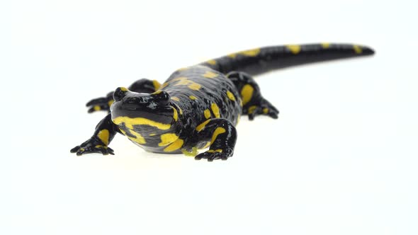 Salamandra Maculosa in White Background