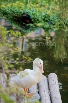 a duck standing on some logs in the water and trees