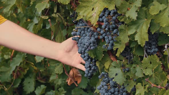 A Person Rips Off Pieces of Black Grapes