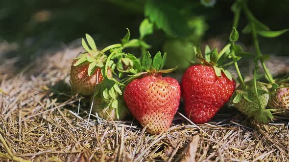 Red and Ripe Strawberry Fruit Hanging on a Bush While Growing in the Garden