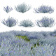 Teucrium fruticans - Bush Germander - 3DOcean Item for Sale