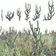 Syncarpha eximia - Strawberry Sewejaartjie - Strawberry Everlasting - 3DOcean Item for Sale