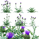 Cynara cardunculus - Artichoke - Cardoon - 3DOcean Item for Sale