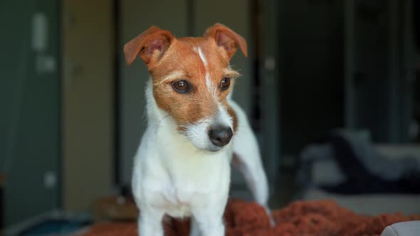 Portrait of Cute Dog in the Living Room