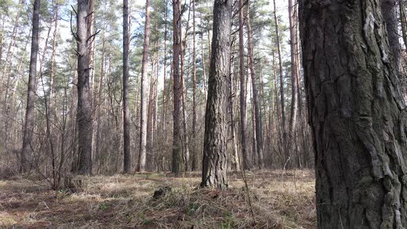 Forest Landscape Aerial View Slow Motion