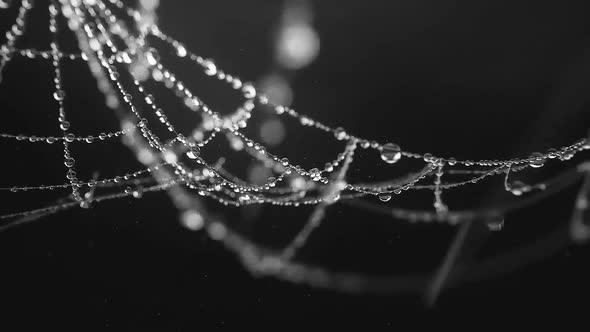 A Web With Dew Drops