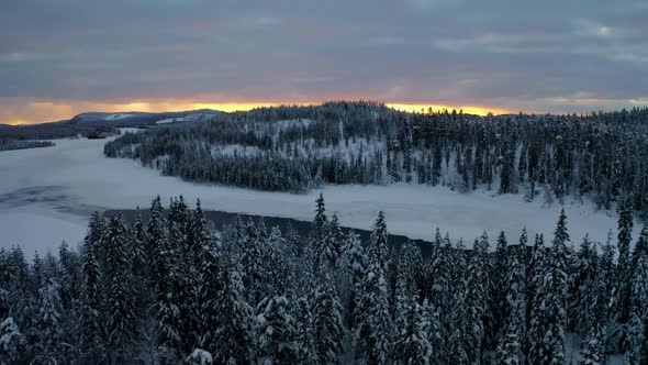 Aerial orbiting view across snow covered forest treetops towards scenic golden sunrise over Lapland