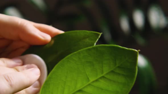A woman's hands wipe the lush green leaves of a houseplant from dust with a damp cotton pad