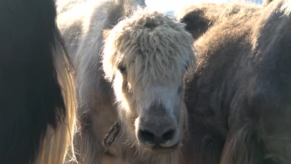 Long Haired White Yak Head