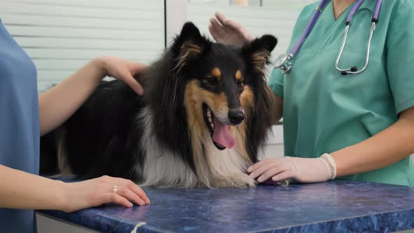 Collie Dog Lying on Examination Table in Clinic