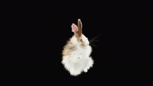 Rabbit Dancing 4K