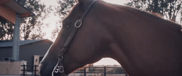 Cowgirl on a Horse Ranch