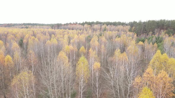 Forest with Trees in the Fall