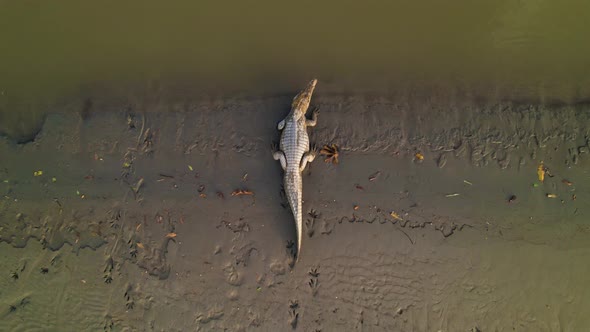 The alligator rests on the muddy bank of turbid water. Approaching drone view