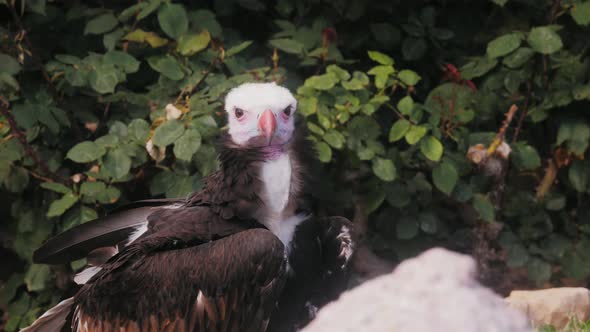 War Bird Falcon Hawk Head Portrait Trained Flying Animals Closeup