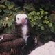 War Bird Falcon Hawk Head Portrait Trained Flying Animals Closeup - VideoHive Item for Sale