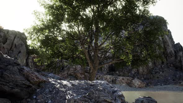 Beautiful Mountain Sea Cliff on Seashore with Tree