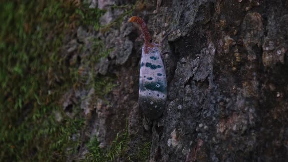Seen on a mossy bark as it goes up, Lantern Bug Pyrops ducalis, Khao Yai National Park, Thailand.