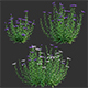 Centaurea – Cornflower – Bachelor button 01 - 3DOcean Item for Sale