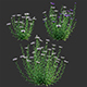 Centaurea – Cornflower – Bachelor button 02 - 3DOcean Item for Sale