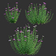 Centaurea – Cornflower – Bachelor button 03 - 3DOcean Item for Sale
