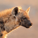 Exited Calls Of Spotted Hyenas