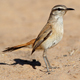 Melodious Calling Of A Kalahari Scrub Robin - AudioJungle Item for Sale