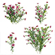 Dahlia flowers 01 - 3DOcean Item for Sale
