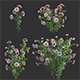 Dahlia flowers 02 - 3DOcean Item for Sale