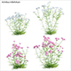 Achillea millefolium – Yarrow 01 - 3DOcean Item for Sale