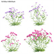 Achillea millefolium – Yarrow 02 - 3DOcean Item for Sale