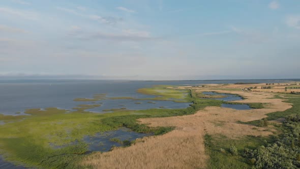 The shore of the Vistula Lagoon covered with rushes