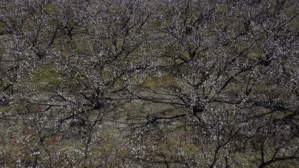 Aerial Drone Over Blooming Trees