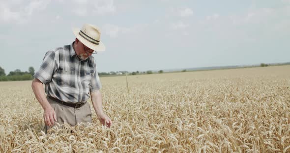 Senior Farmer in Hat Walks in Wheat Spacious Field Looks at Sky and Rejoices