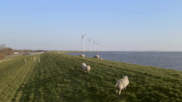 Sheep pasture on Idyllic location, Grass field on lake Shore, Netherlands, Aerial Dolly