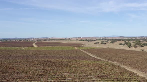 Red and yellow vineyards drone aerial top view with village on the background during summer, in Alen