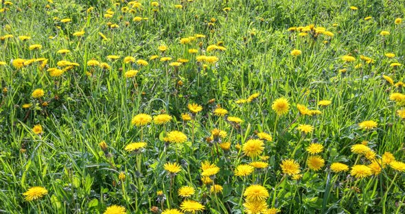 Yellow Dandelion Flower Blooming Fast in Green Spring Nature