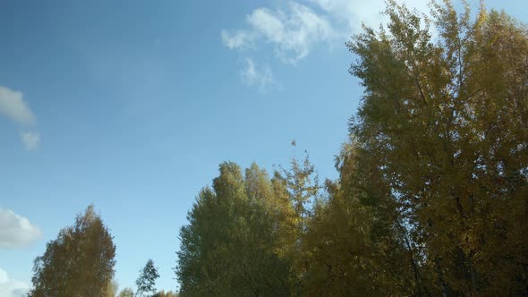 Flight over the autumn park. Trees with yellow autumn leaves are visible. Aerial photography.