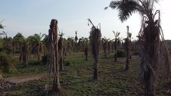 Move in the dead leaves of oil palm tree