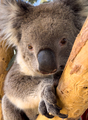 Koala Bear In Gum Tree - PhotoDune Item for Sale