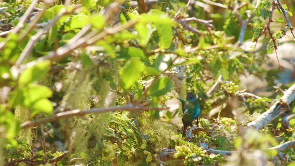 A Blue Tailed Emerald Flying On The Bush While Sucking Nectars Of Flowers - Close Up Shot