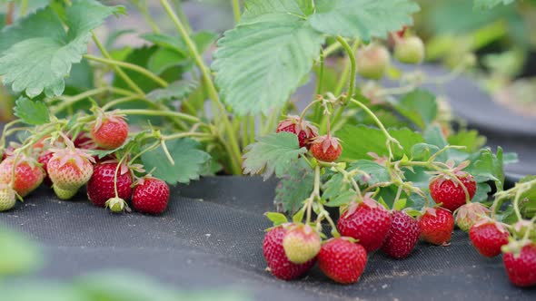 Fresh Red Strawberries on Garden Bed
