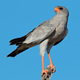 Pale Chanting Goshawk Calling - AudioJungle Item for Sale