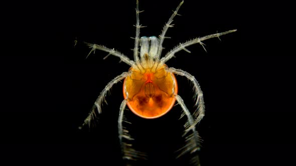 Mite Hydrachnidia Under the Microscope