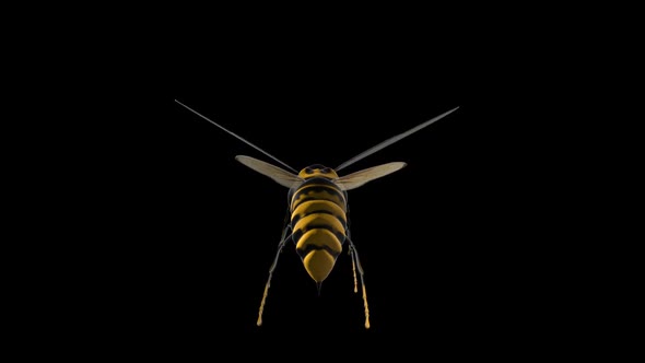 Syrphid Fly With Alpha Channel