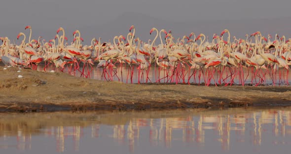 Beautiful Landscape Video with Pink Flamingo