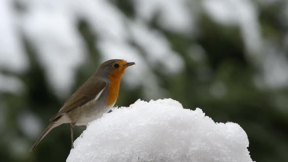 Robin red breast bird on the snow