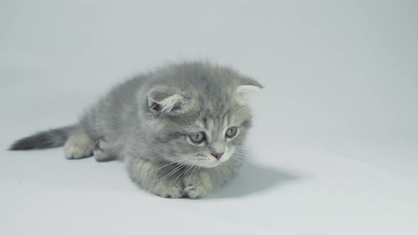 Funny Little Gray Fold Scottish Kitten Kitty Playing on