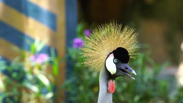 Grey crowned crane or Balearica regulorum with its golden feathers on head